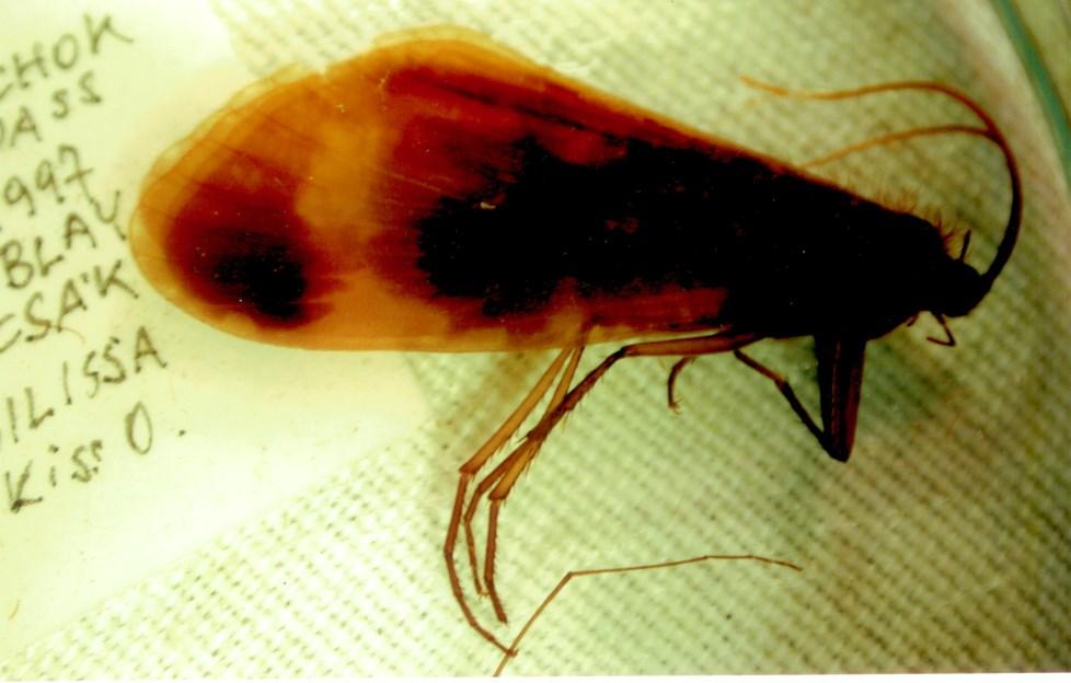 Figure 6.  holotype habitus. Figure 7.