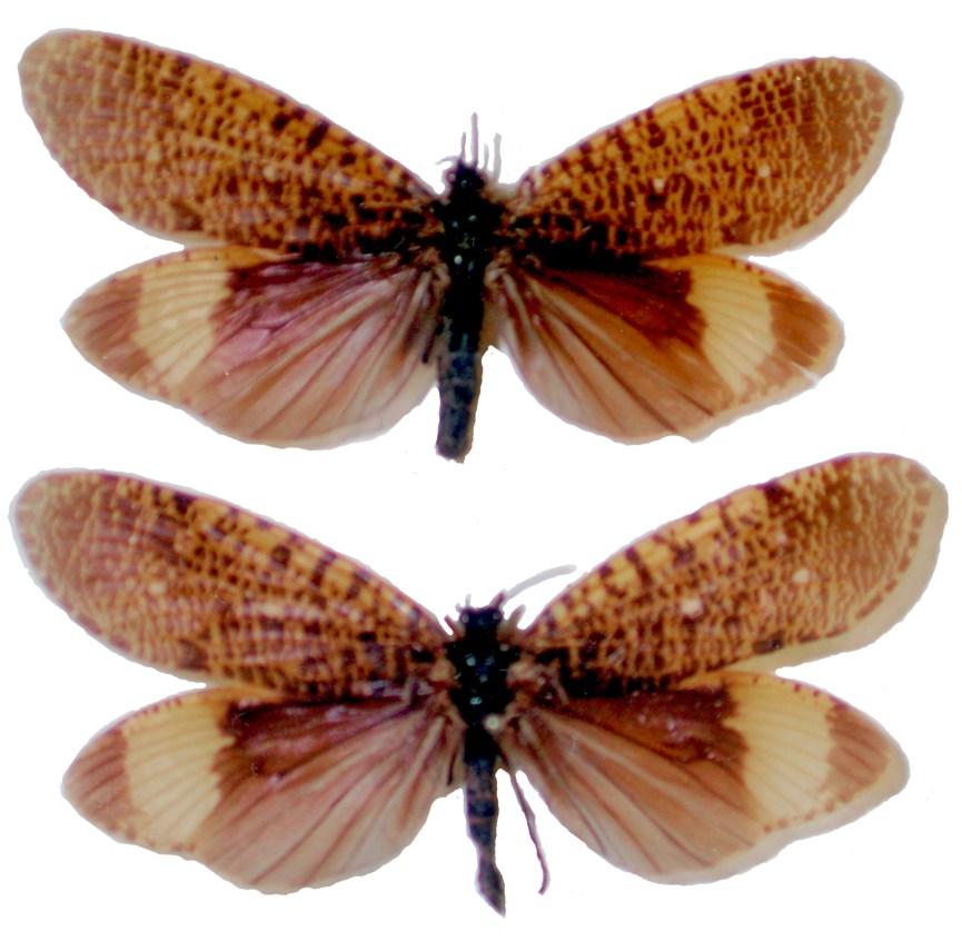 female, habitus, Thailand. Figure 8.