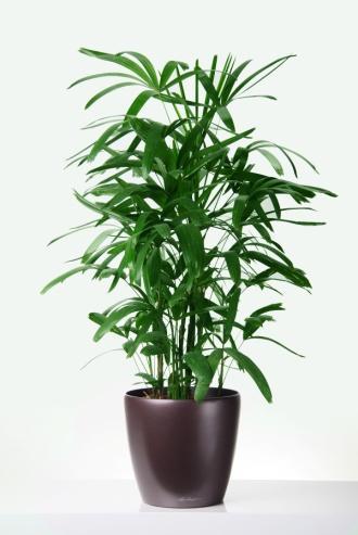 Botpálma/Raphis excelsa Dracéna/Dracaena sp. tápoldatozzuk. Elhelyezés: nem huzatos, világos vagy félárnyékos, nyáron meleg, télen hűvös helyen tartható.