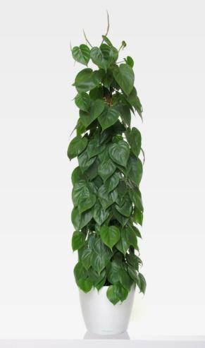 Nyíllevél/ Syngonium podophyllum Elhelyezés: az egyszínű zöld levelű változat, világos, vagy félárnyékos, a mintás levelű, világos, kellemesen meleg helyre ideális.
