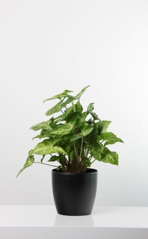 Kúszó filodendron/philodendron scandens Elhelyezés: átlagos szobahőmérsékletű, árnyékos, félárnyékos és világos helyre is ideális.