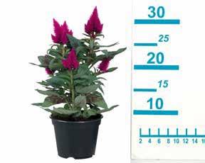 mérete cseréppel együtt: 30 cm Cserép átmérője: 12 cm *A meghirdetett termék a 1098