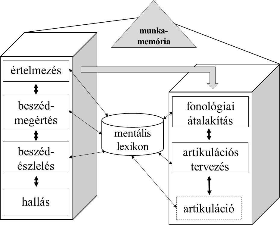 Az életkor hatása a feldolgozási és a tervezési folyamatokra 23 nyelvelsajátítás egy bizonyos szakaszáig folyamatosan nő az életkor előrehaladtával, bár meglehetősen nagyok az egyéni különbségek