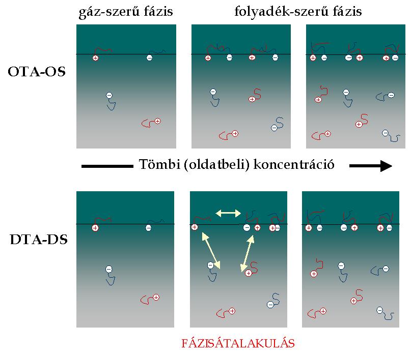3.7. ábra Sematikus folyamatábra az OTA-OS és DTA-DS katanionos tenzidek adszorpciós rétegének kialakulása Természetesen sokkal nagyobb tömbi koncentrációk esetében a határfelületi rétegben a