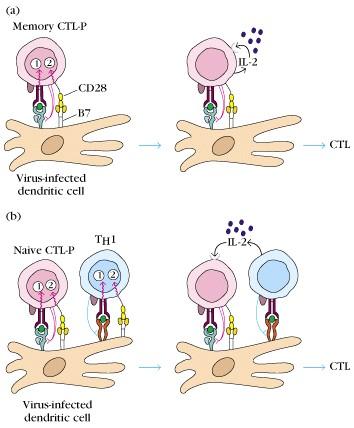 A memória CTL aktivációja már nem igényli Th1 sejt segítségét