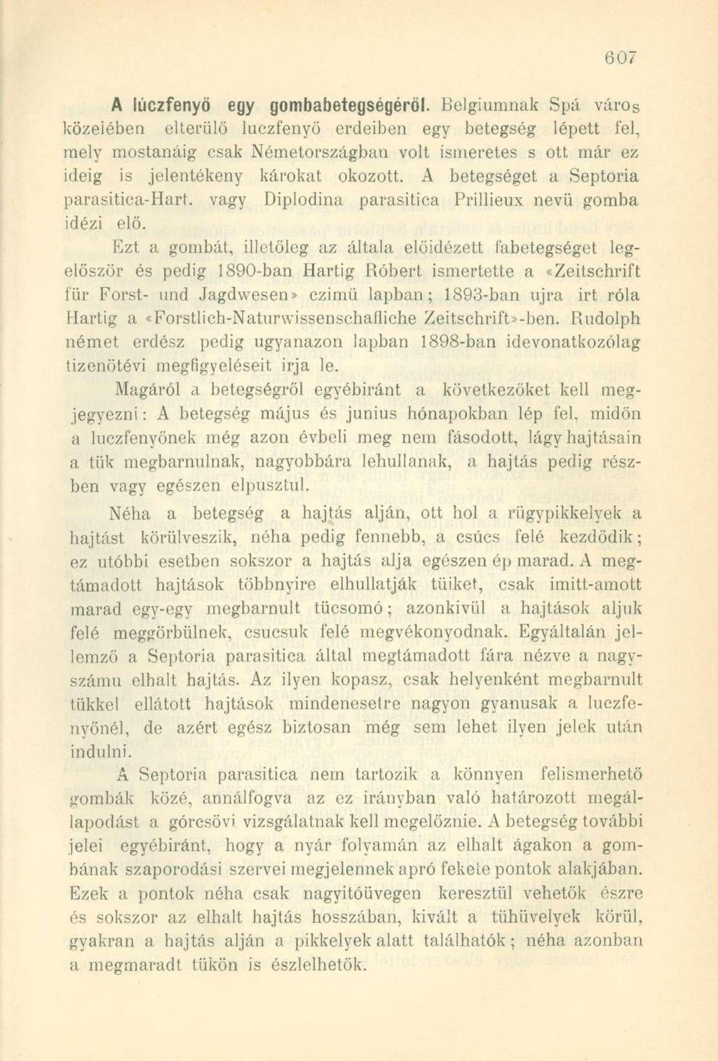 A luczfenyő egy gombabetegségéról.
