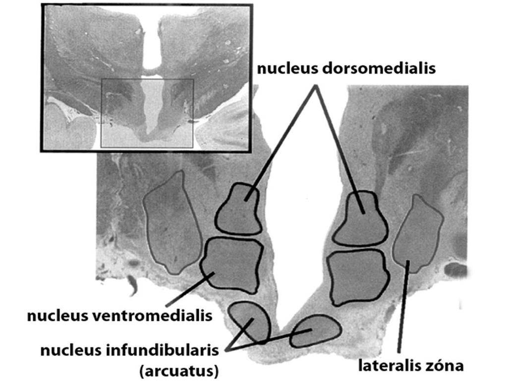 Arcuatus mag a