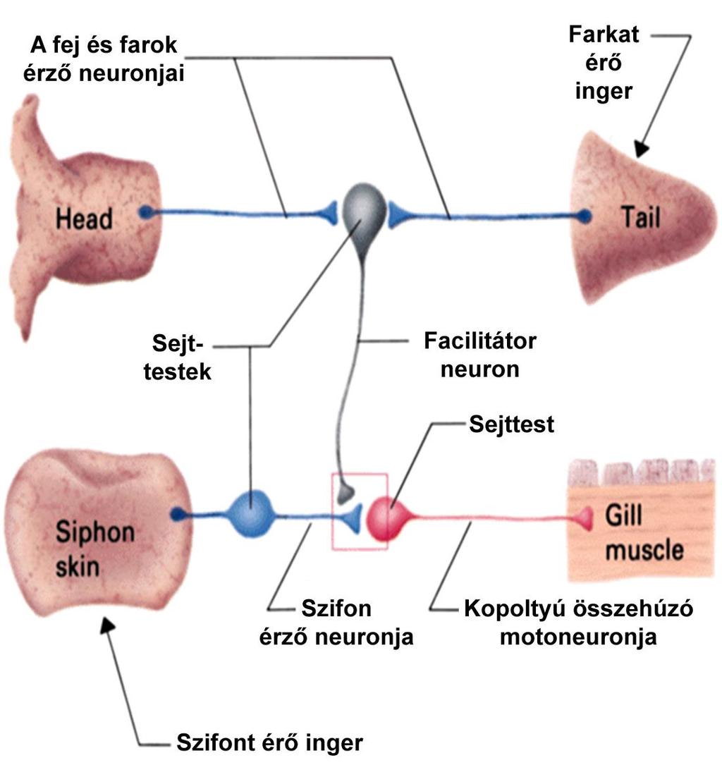 A kopoltyú visszahúzódásáért felelős ideghálózat Szifonból eredő monoszinaptikus reflexív, melyet befolyásol egy