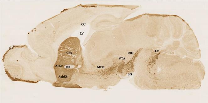 Dopamin neuronok (tirozin hidroxiláz immunreaktivitás) egér agy sagittalis metszetén CPu: caudate putamen; AcbC: nucleus accumbens core region; AcbSh: nucleus