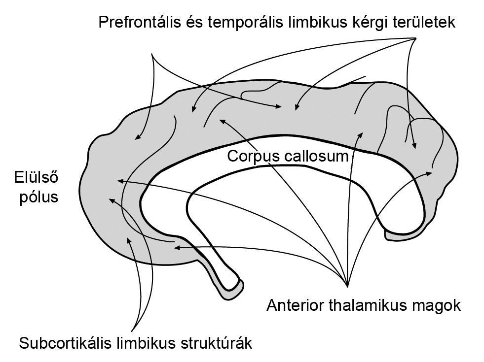 A cinguláris