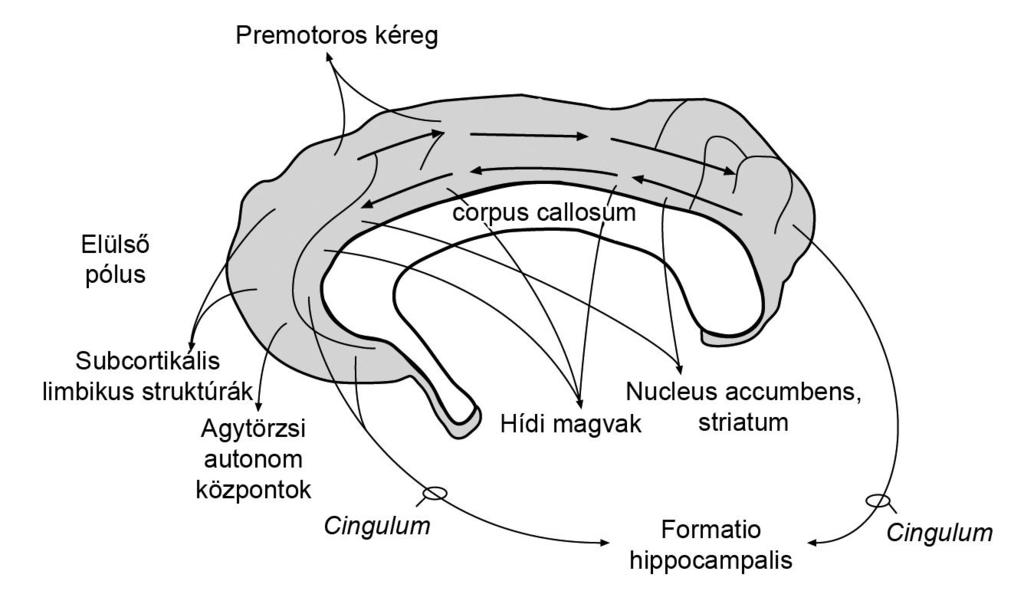 A cinguláris