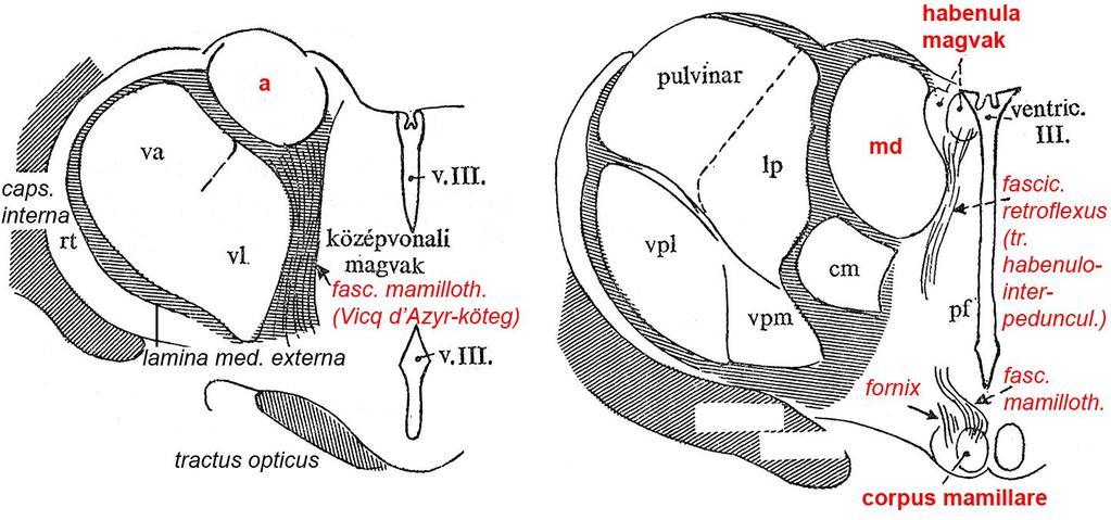 A diencephalon frontális átmetszetein levő