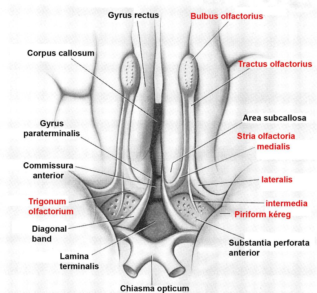 Entorhinális kéreg A stria olfactoria lateralison át közvetett bemenet a piriform