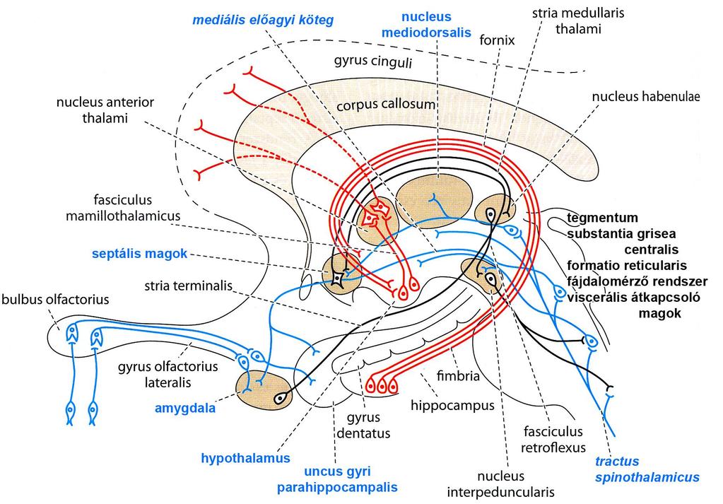 A limbikus rendszer