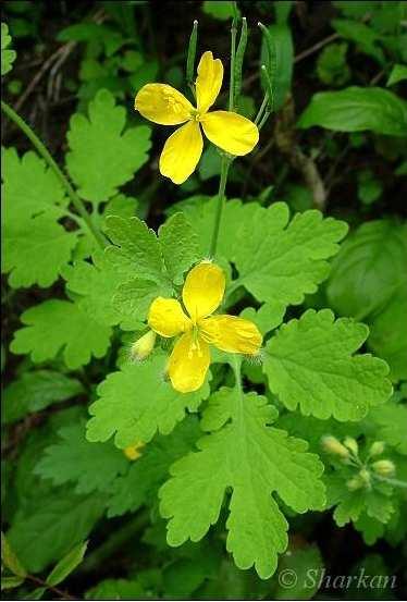 Vérehulló fecskefű (Chelidonium majus) -Egyéb nevei: fecskefű, cinadónia, (gódira) -Család: Papaveraceae -Drog: Chelidonii herba, Chelidonii radix