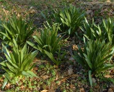 Őszi kikerics (Colchicum autumnale) 20-40 cm, hagymagumós évelő Levelei hosszúkás-lándzsásak, 20-40 cm-esek, a