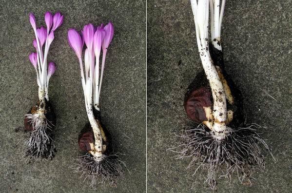 Súlyos esetben felfelé haladó bénulás és fokozódó légszomj A halál