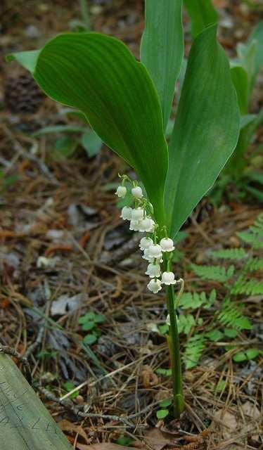 Májusi gyöngyvirág (Convallaria majalis) 15-25 cm, kúszó, elágazó gyöktörzsű, felálló tőkocsányú és levelű évelő Levelei hártyás allevelek közül emelkednek ki.