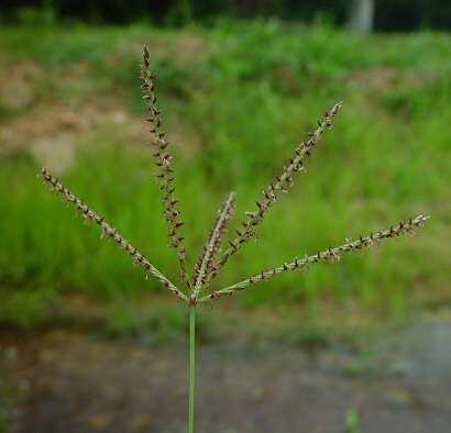 Közönséges csillagpázsit (Cynodon dactylon) -Egyéb nevei: közönséges csillagpázsit, Bermuda-fű -Család: Poaceae -Drog: