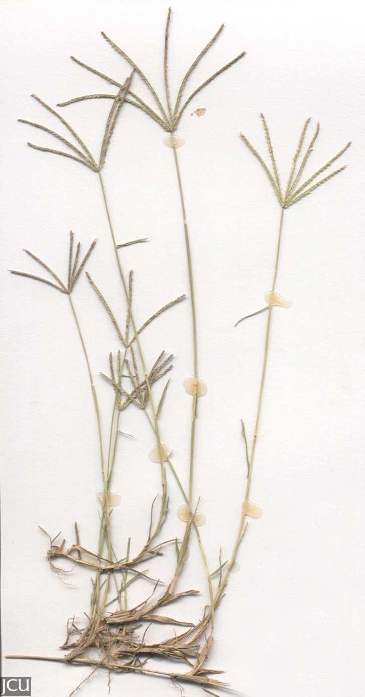 Közönséges csillagpázsit Cynodon dactylon 10-30 cm, elfekvő, a csomókon legyökerező (He). A levelek szürkészöldek, rövidek, merevek, széleiken pillásak. A levélnyelvecske szőrcsomót visel.