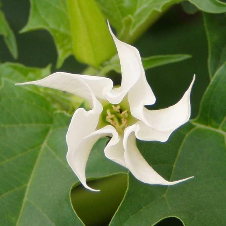 Csattanó maszlag (Datura stramonium) -Egyéb nevei: maszlagos redőszirom, maszlag -Család: Solanaceae -Drog: