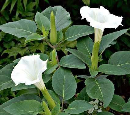 Datura metel-re