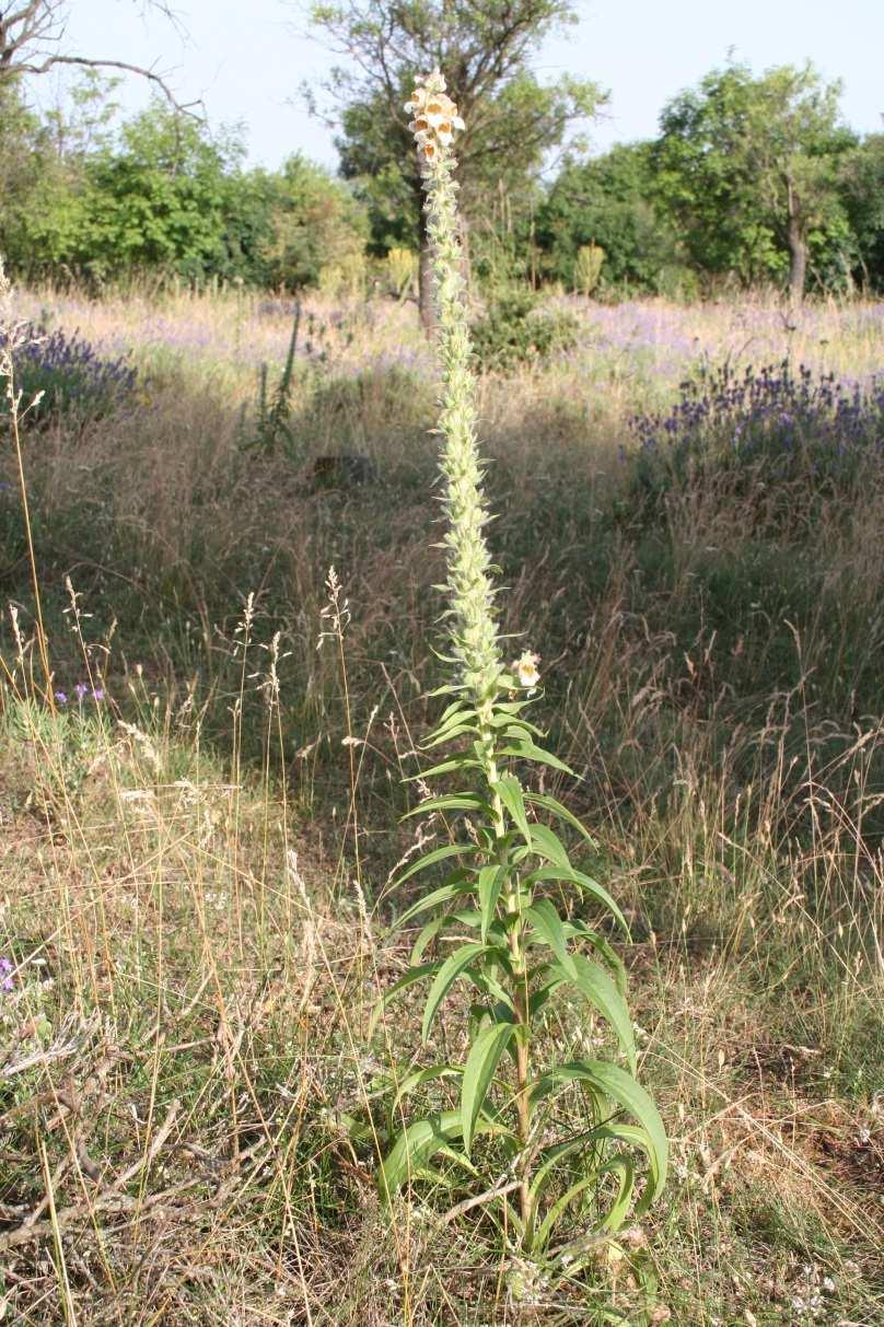 Gyapjas gyűszűvirág (Digitalis lanata) Fokozottan védett!