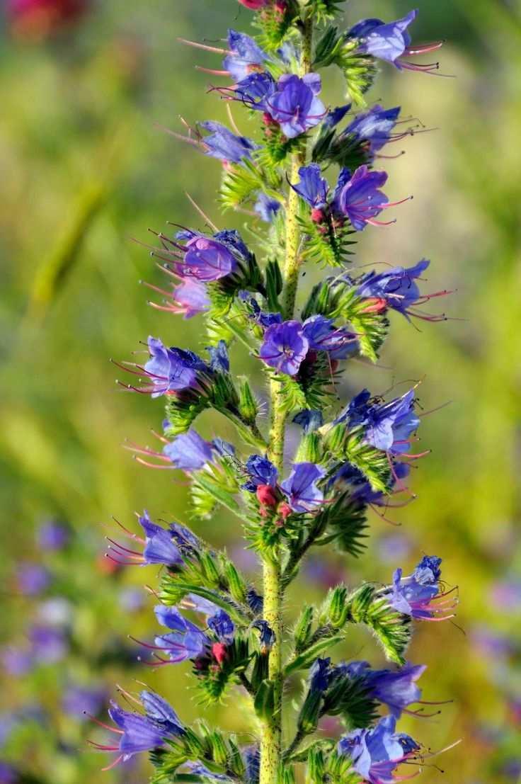 Közönséges kígyószisz (Echium vulgare) -Egyéb nevei: terjőkekígyószisz -Család: Boraginaceae -Drog: Echii