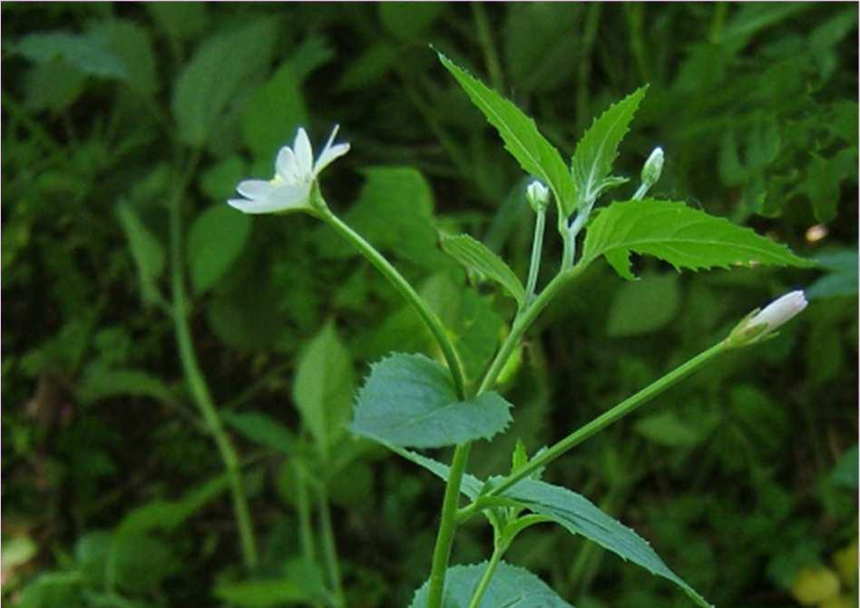 Kisvirágú füzike (Epilobium parviflorum) -Egyéb