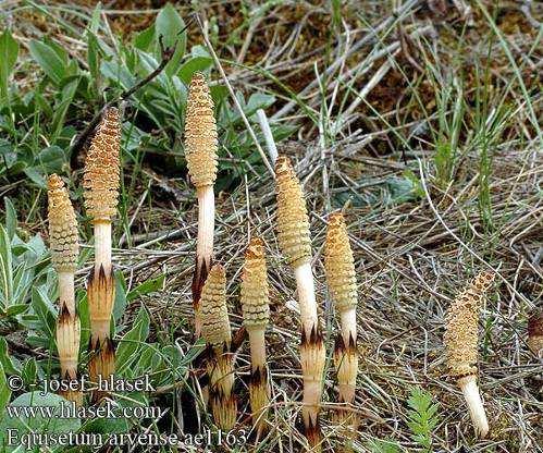 Equisetum