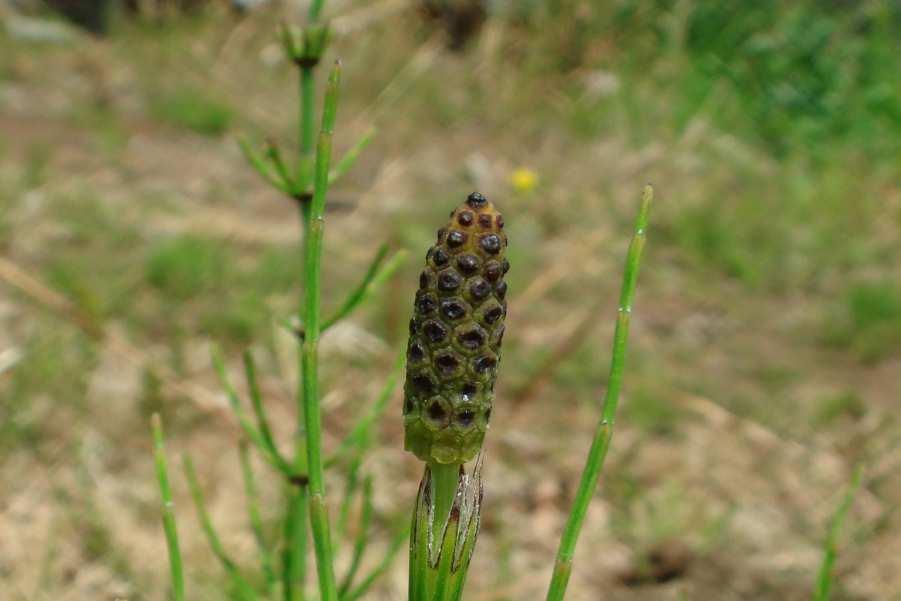 Hasonló faj: Mocsári zsurló (Equisetum palustre) Hatóanyag: palusztrin palusztridin
