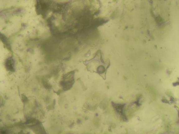 XIV. Tábla 25 µm 25 µm 1.