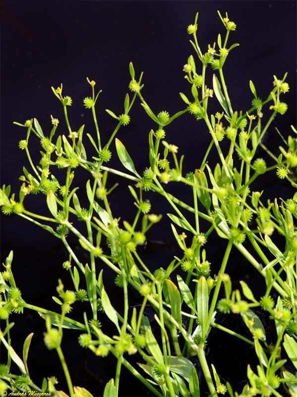 iszalag (Clematis