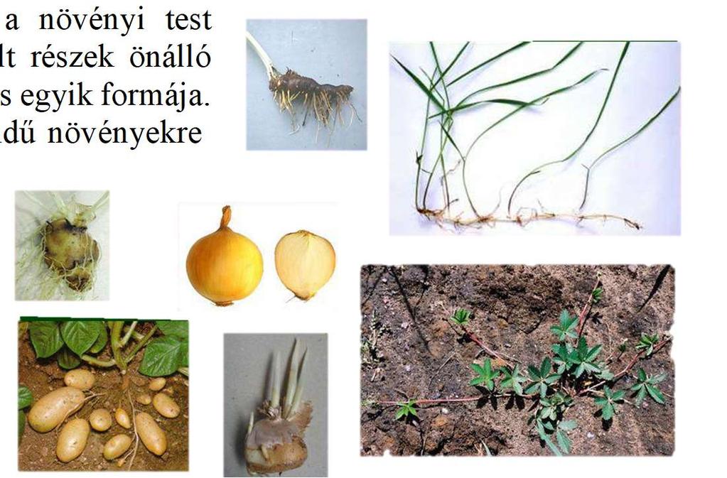 4. Hogyan befolyásolta a kísérlet A része önmagában a növény vízfelszívó képességét? A. A gyökérnyomást csökkentette. B. A levél szívóerejét csökkentette. C. A kapillárishatást csökkentette. D.