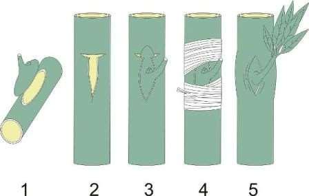 A spórák ellenálló tokba zárt nyugvó szaporító sejtek, 3-5 évig is életképesek.