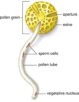 A pollen kezdetben egysejtű, de még a porzsákban mitózissal kettéosztódik s létre jön egy nagyobb vegetatív sejt és egy kisebb generatív sejt (amely, majd később a bibeszálban a pollentömlőben
