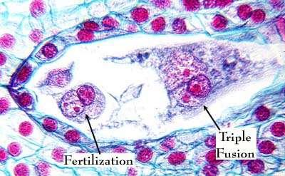 a másik hímivarsejt a diploid kp-i sejttel egyesül. Eme zárvatermőkben előforduló folyamatot kettős megtermékenyítésnek nevezzük.