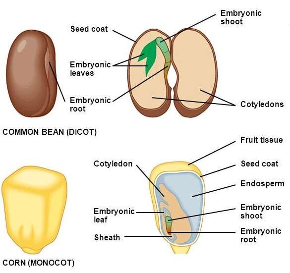 Az embrió fejlődése során kialakul a gyököcske, melyből a gyökér, a rügyecske, melyből a hajtás, a sziklevelek, melyek kétszikűekben tartaléktápanyagot raktároznak, egyszikűekben közvetítenek a