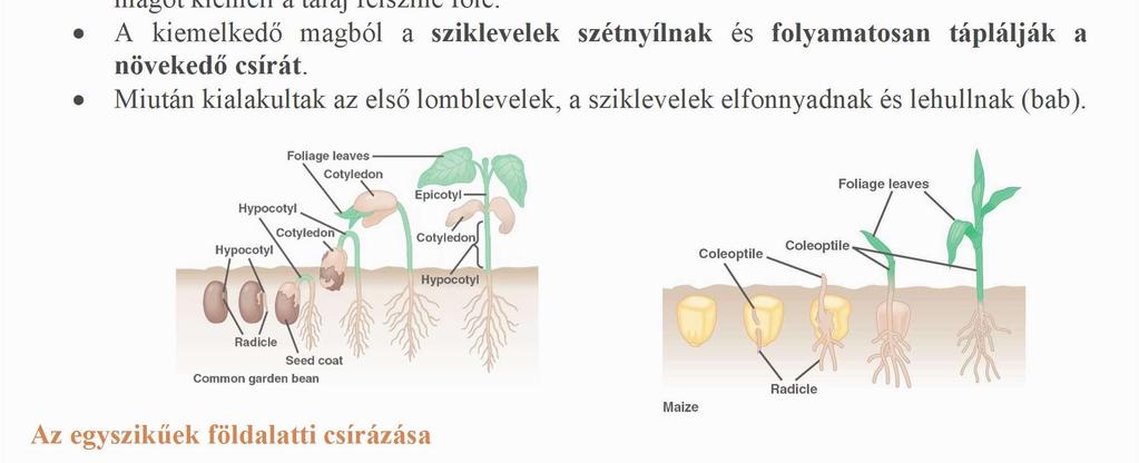 Ezek után a rügyecske fejlődik, védőburokkal - koleoptil - fedve áttöri a maghéjat és a talaj fölé emelkedik, miközben a mag a talajban marad.