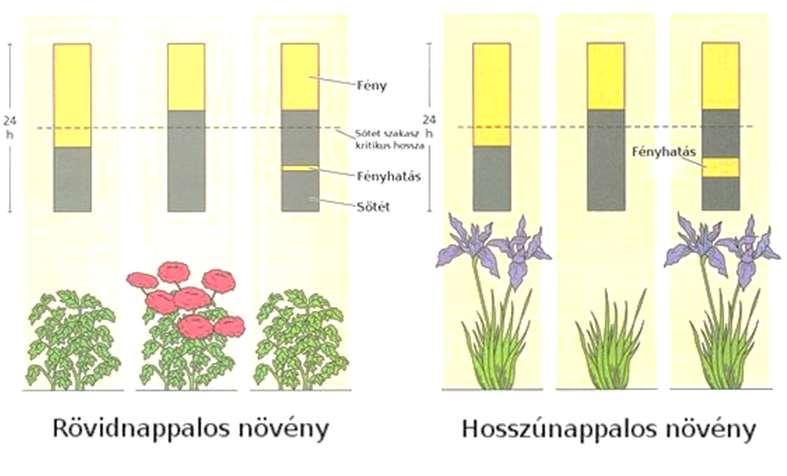 4. A fény A legtöbb esetben a fény közömbös a csírázásra nézve. Ismertek ugyanakkor fényben csírázok, mint pl. hagyma, saláta, dohány. Sötétben csírázók pl. maszlag, disznóparéj.