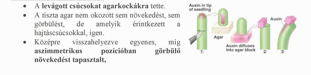 Ha vajat tett a csúcs alá, a görbülés elmaradt, amiből az következik, hogy az anyag, ami a csúcsból vándorol lefelé, vízoldékony természetű.