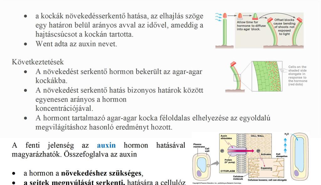 sejtek K + felvételét, így a víz felvételét is.