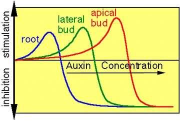 Az egyes növényi részek megnyúlásukhoz különböző auxin koncentrációt igényelnek: a hajtáscsúcs nagyobb auxin mennyiség mellett képes a megnyúlásra, mint a gyökércsúcs, a hajtáscsúcs