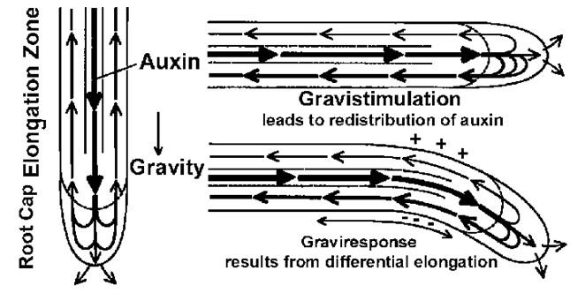 Az auxin koncentrációtól függő hatásának, ill. egyenlőtlen eloszlásának tulajdonítható a növények egyes helyzetváltoztató mozgása.