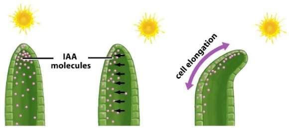 A fototropizmus során a növények a fény felé görbülnek mivel az auxin a sötét oldalon áramlik lefelé, ahol a sejtek megnyúlásos növekedését serkenti.