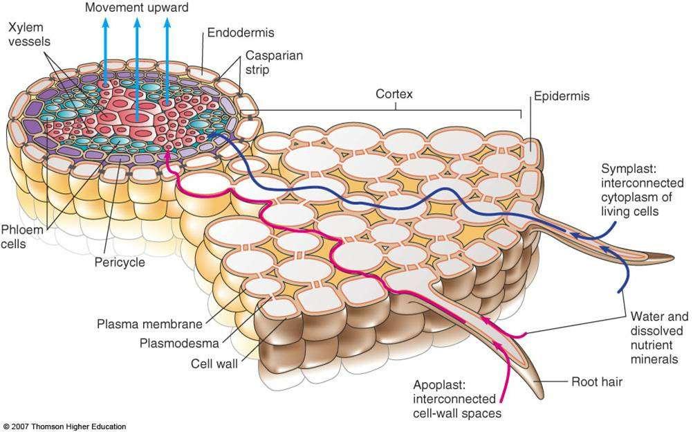 1.3. A víz és a sók felvételének módja A gyökérszőrök sejthártyája féligáteresztő sajátosságú, azon a víz passzívan, ozmózissal beáramolhat, mivel a gyökérszőr sejtjeinek a citoplazmája töményebb,