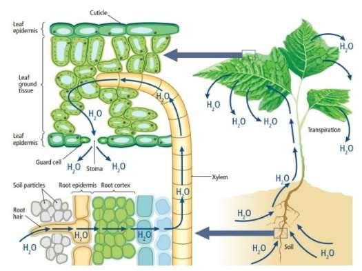 A növényi szervezetben a gyökerektől a levelekig a szomszédos sejtek szívóereje által meghatározott vízút alakul ki. Ennek legfőbb kialakítói: a gyökérnyomás és a párologtatásból eredő szívóerő. 3.1.