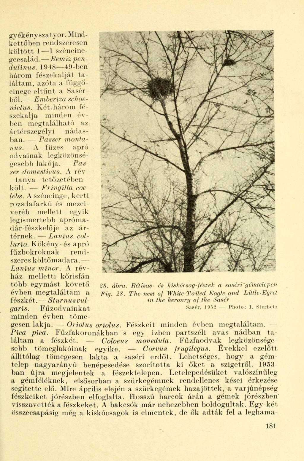 gyékényszatyor. Mindkét tőben rendszeresen költött 1 1 széncinegecsalád. Remiz pendüli)) us. 1948 49-ben három fészekalját találtam, azóta a függőcinege eltűnt a Sasérből. Emberiza sehoeniclus.