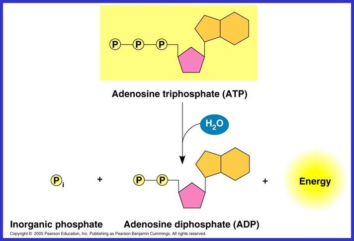 β α foszfát nagy energiát