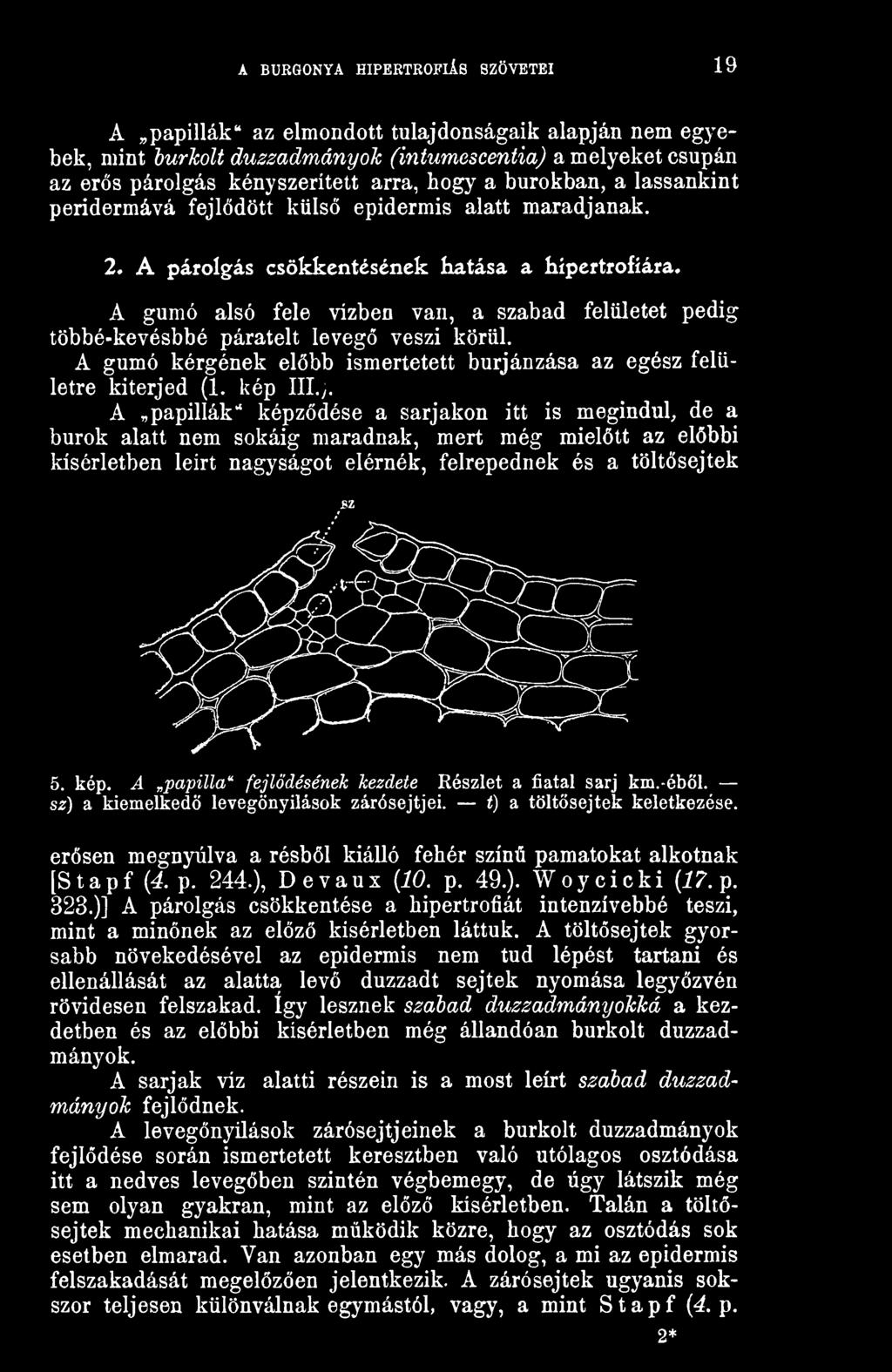 nedves ében hüvely képek